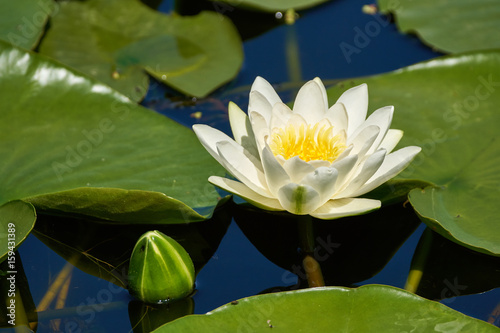 Water lily on a lake