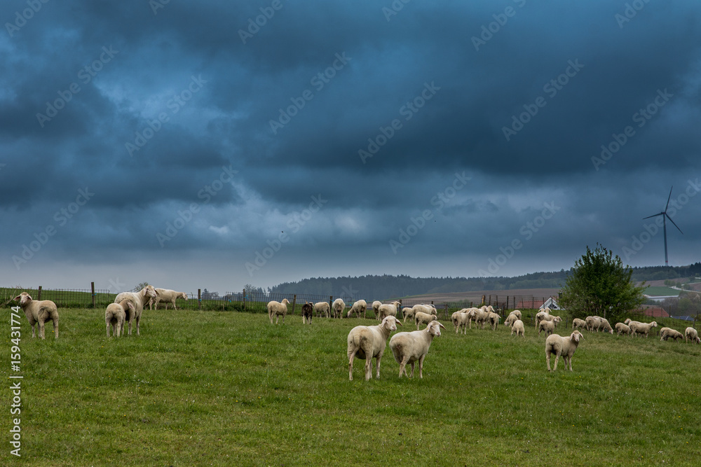 Schafsherde auf Wiese in Bayern - bewölkter Himmel Schafsherde auf Wiese in Bayern - bewölkter Himmel