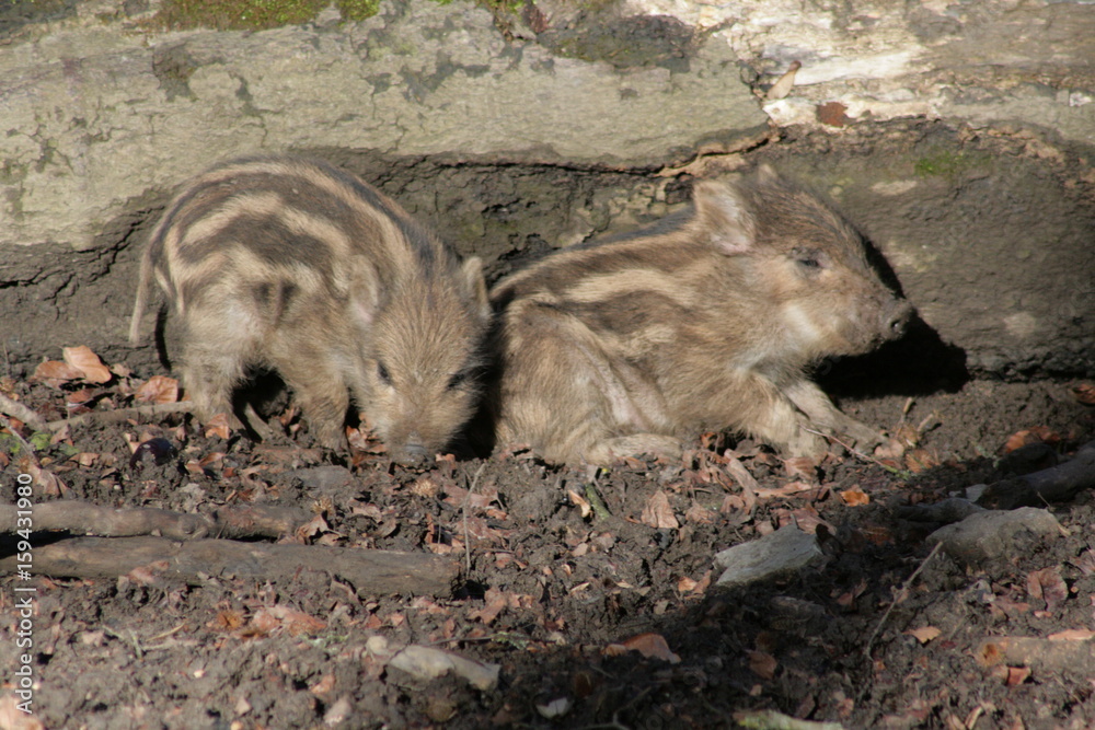 Wildschwein Frischlinge sonnen sich Wildschwein Frischlinge sonnen sich