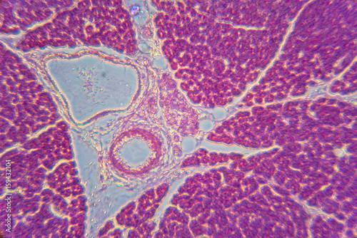 Pancreas section, phase contrast microscope observation method