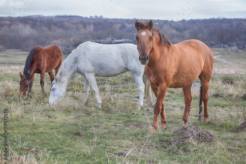 three horses on the pasture