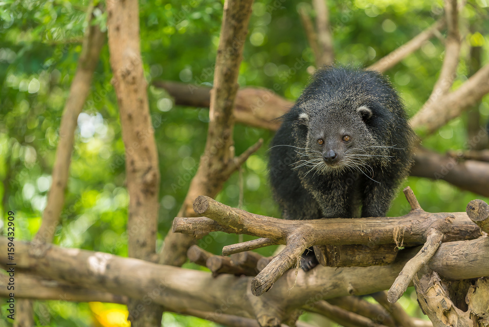Fototapeta premium A Binturong look at something interestingly.