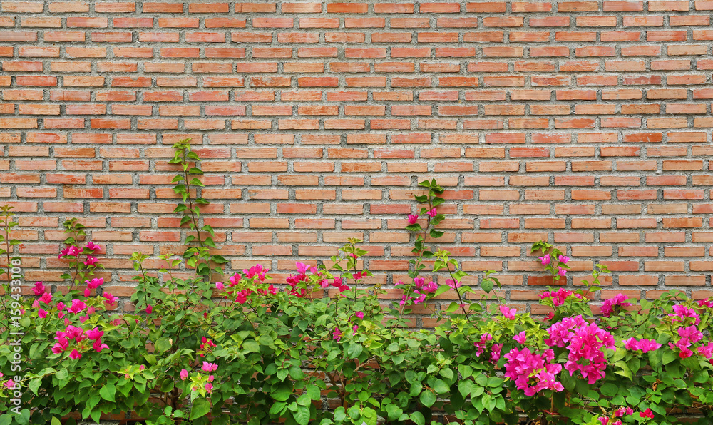 Brick wall background with flower.
