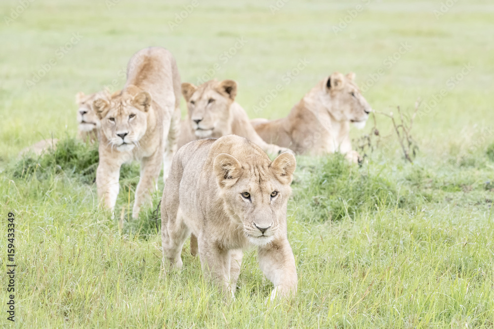 Young lions (Panthera leo), Masai Mara national reserve, Kenya Young lions (Panthera leo), Masai Mara national reserve, Kenya