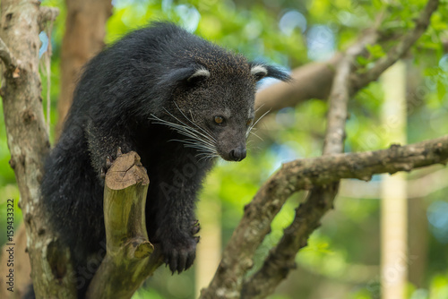 A Binturong sit on the tree branch.