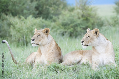 Two Lions  Panthera leo  lying down  together on savannah  Masai Mara  Kenya