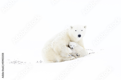 Polar bear mother (Ursus maritimus) playing with two new born cubs, Wapusk National Park, Manitoba, Canada