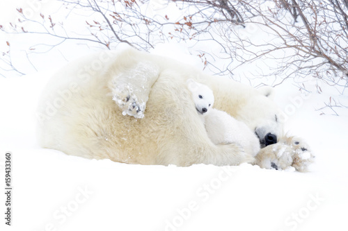 Polar bear mother (Ursus maritimus) sleeping on tundra with new born cub sheltering, Wapusk National Park, Manitoba, Canada photo