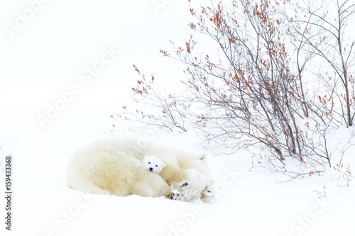 Polar bear mother (Ursus maritimus) sleeping on tundra with new born cub sheltering, Wapusk National Park, Manitoba, Canada photo