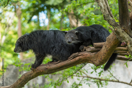 Two Binturongs sit on the tree branch.