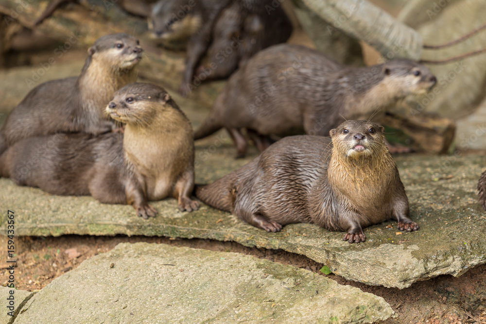 The oriental small-clawed otters sit on the ground. The oriental small-clawed otters sit on the ground.
