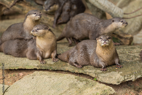The oriental small-clawed otters sit on the ground.