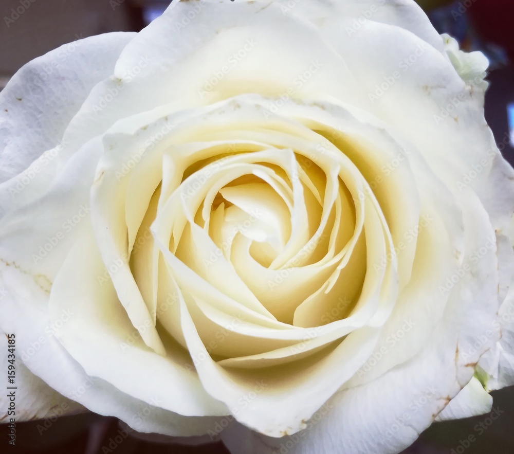 Naklejka premium Close up picture of white rose