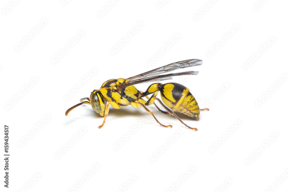 A yellow jacket wasp isolated on white background.