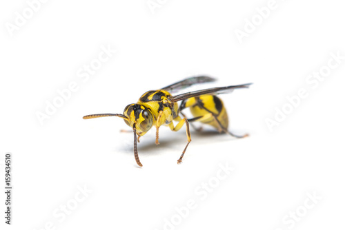 Valokuva A yellow jacket wasp isolated on white background.