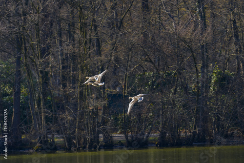 Flying mallards over the lake