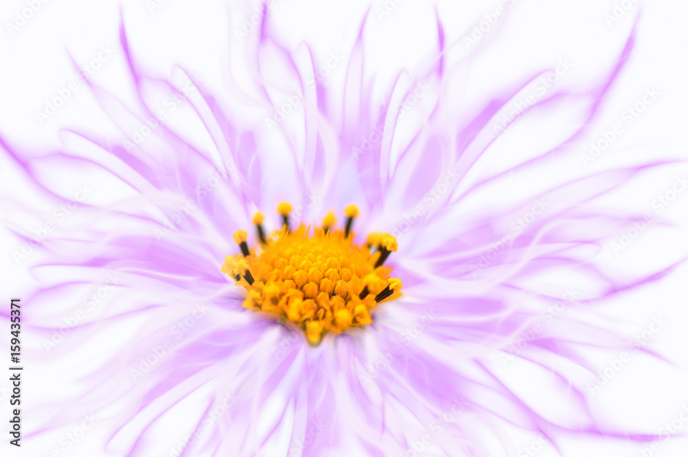 Obraz premium Pink kosmeya flower art image on a white background.Cosmos flower