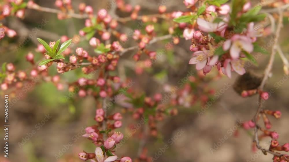Spring blossom background. Beautiful nature scene with blooming tree Spring blossom background. Beautiful nature scene with blooming tree