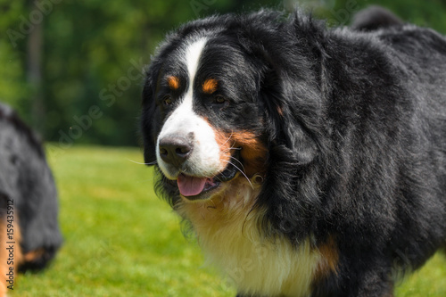 Bernese Mountain Dog in the summer meadow