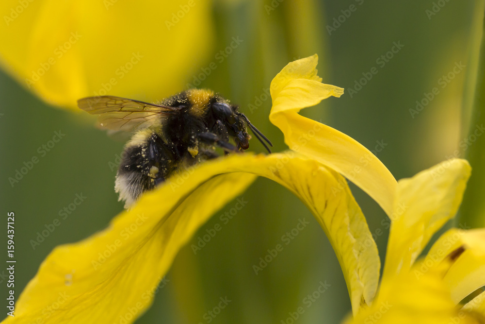 Hummel sitzt auf einer Blüte Hummel sitzt auf einer Blüte