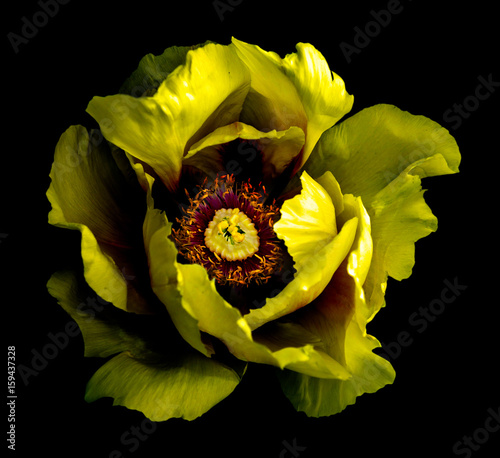Surreal dark chrome yellow peony flower macro isolated on black