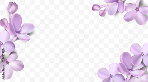 Pastel background with lilac flowers.