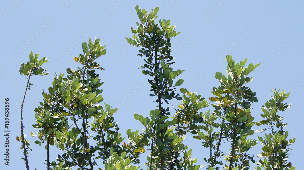 Background view of a green tree over a blue sky Background view of a green tree over a blue sky