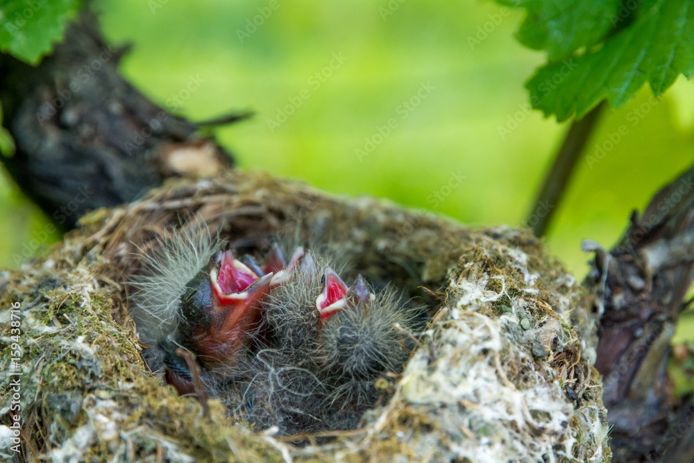 newborn baby birds in nest newborn baby birds in nest