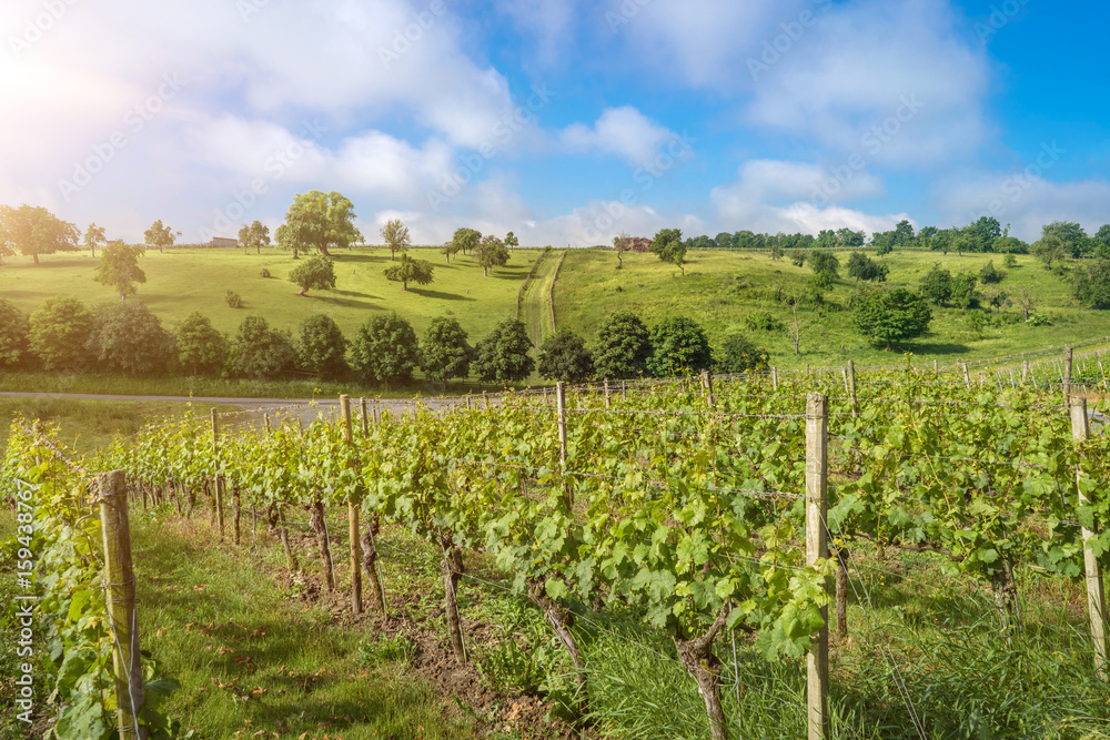 Vineyard landscape view in summer with shining sun