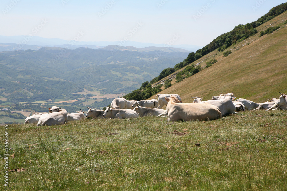 Mucche a riposo in montagna