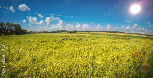 Agriculture field with shining sun and blue sky in summer