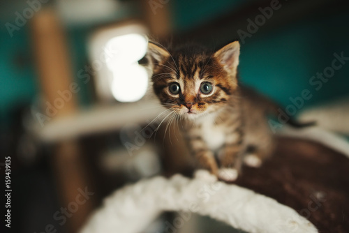 cute little kitty with big eyes