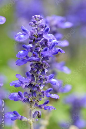 Blooming blue bugleweeds Ajuga