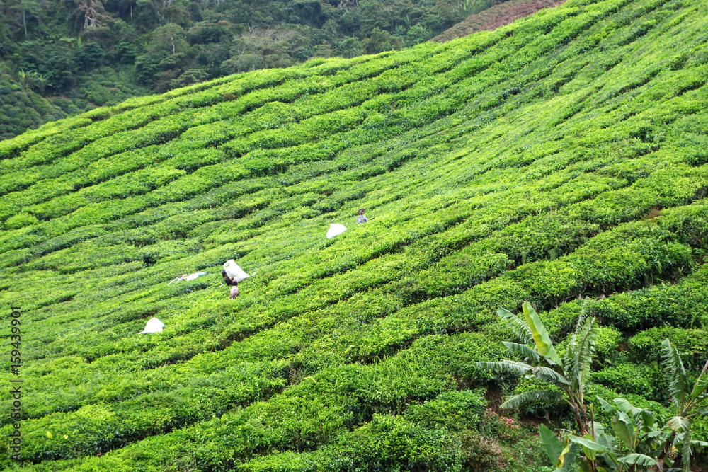 Tea Plantation in the Cameron Highlands in Malaysia