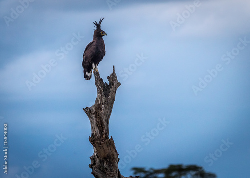 Long-crested Eagle    Lophaetus occipitalis  photo