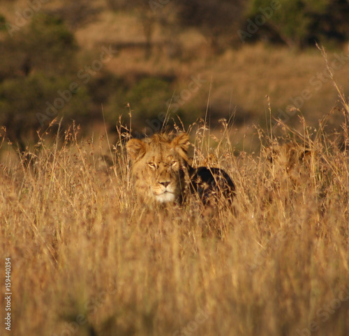 Lion Hiding in Long Grass