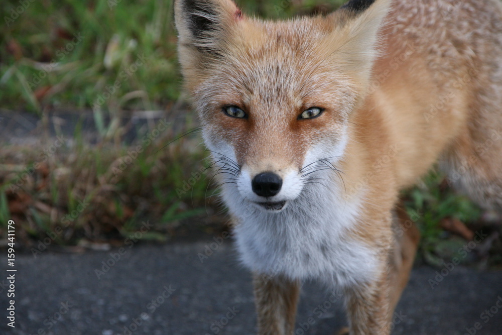 Obraz premium 道端でキタキツネ