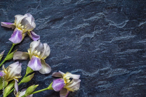 Fototapeta Naklejka Na Ścianę i Meble -  Image with iris.