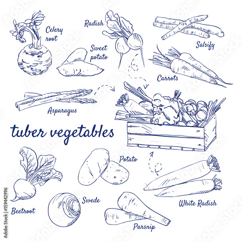 Doodle set of tuber vegetables - Celery root, Radish, Salsify, Carrots, Asparagus, Beetroot, Swede, Potato, Parsnip, Wooden crate, hand-drawn. Vector sketch illustration isolated over white background