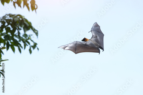 Bat flying 