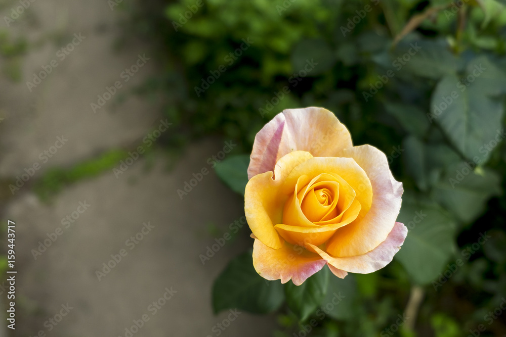 Naklejka premium Wild flowers photographed in natural ambient