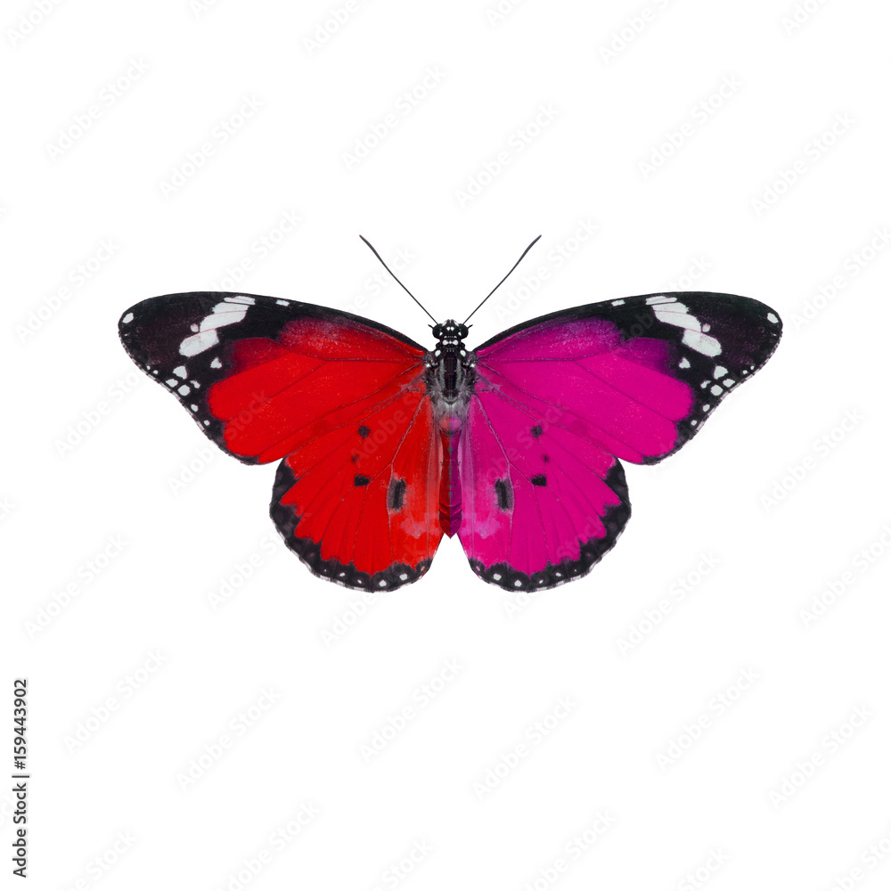 Fototapeta premium Beautiful butterfly isolated on white background 