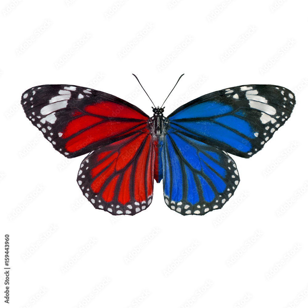 Obraz premium Beautiful butterfly isolated on white background 
