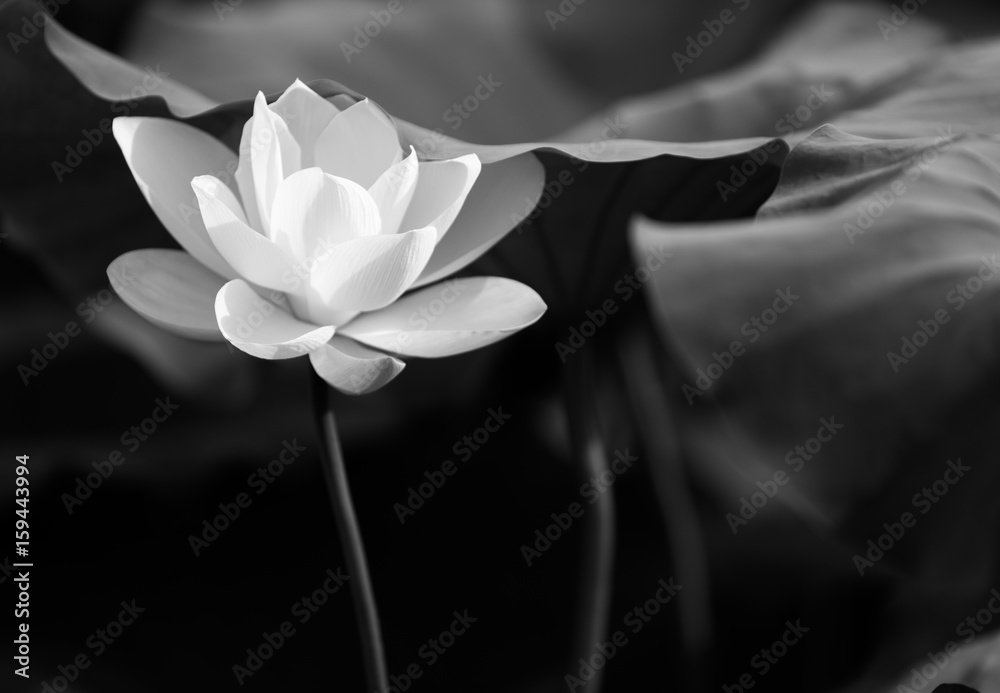 lotus in black and white - obrazy, fototapety, plakaty 