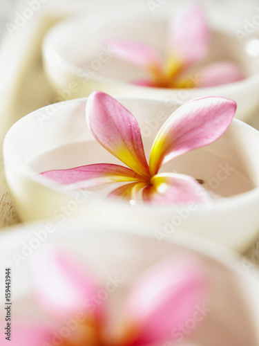 close up of flower in the bowl