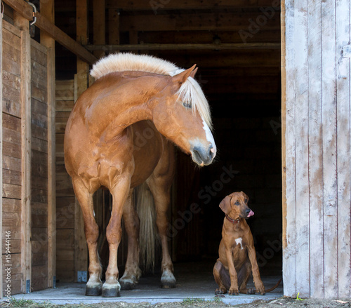 Horse with a rhodesian ridgeback puppy on black background.