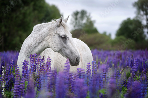 Portrait of a Palomino horse among blooming lupine flowers. 