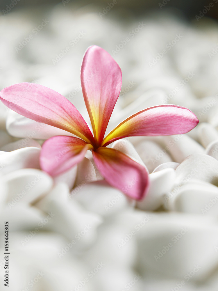 flower and pebbles resting on white stones