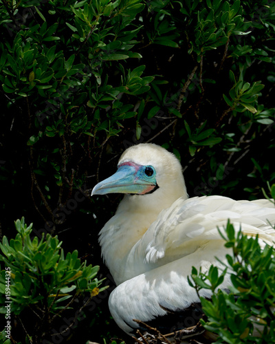 Red-Footed Booby Nesting in Aldabra photo