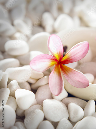 flower and pebbles on white stone